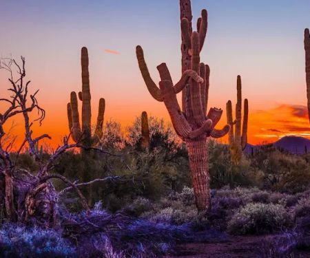 Cave Creek Regional Park Campgrounds