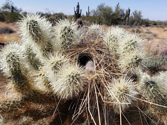 Cave Creek Regional Park Campgrounds Picture 8