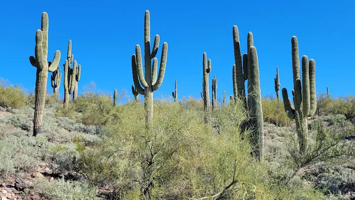 Desert Tortoise Campground Picture 2