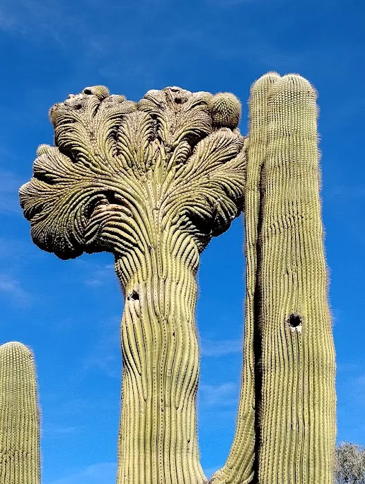 Mesa / Apache Junction KOA Journey Picture 6