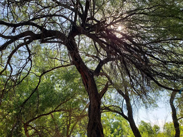 Mesquite Recreation Area Picture 6
