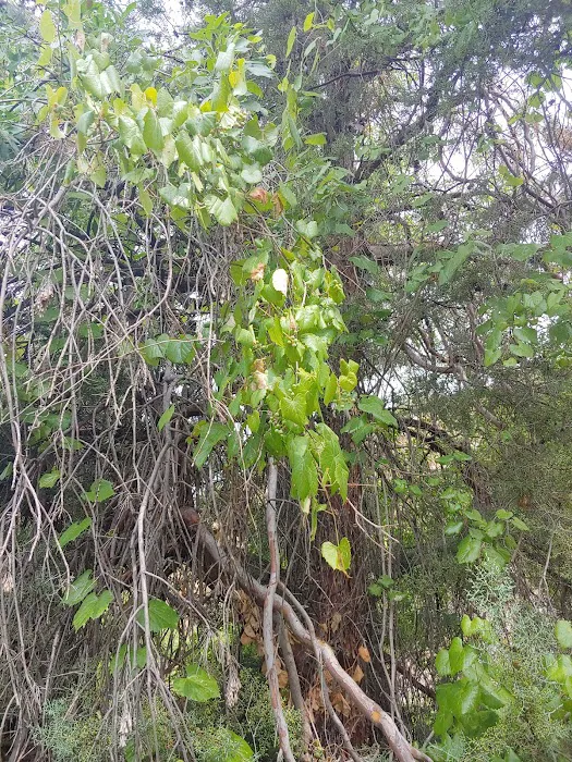 Civilian Conservation Corps Campground Picture 8