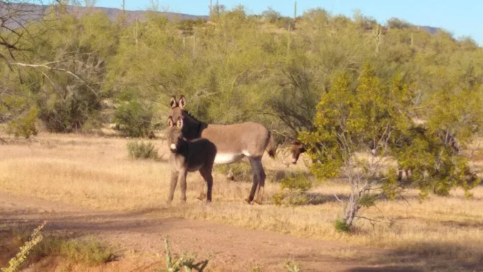 Great BLM STAGING AREA And Camping Picture 5