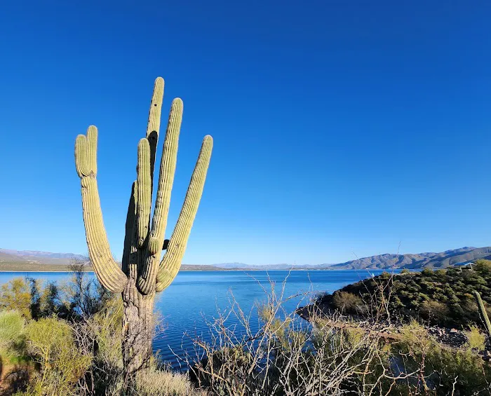 Cholla Campground Picture 7