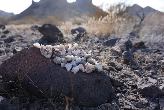 Saddle Mountain BLM Dispersed Camping Picture 6