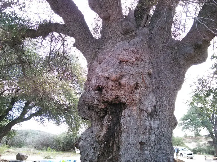 Oak Flat Campground Picture 7