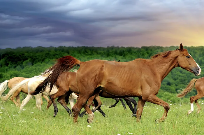 Frazier Horse Camp Picture 6