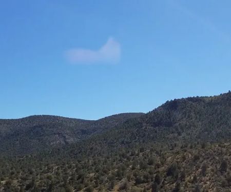 Usda Forest Services