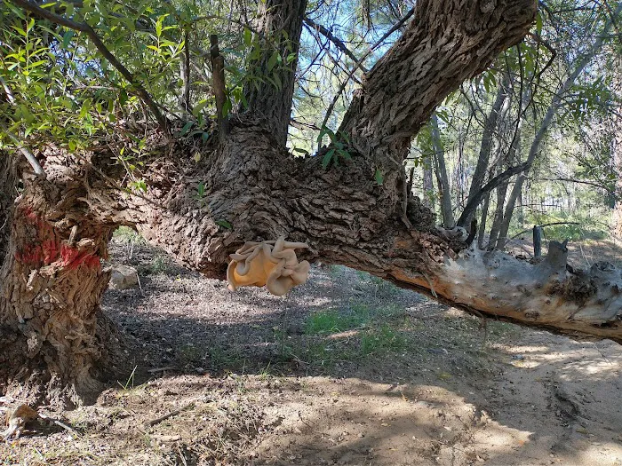 Powell Springs Campground Picture 4