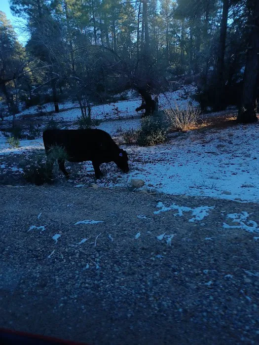 Powell Springs Campground Picture 8