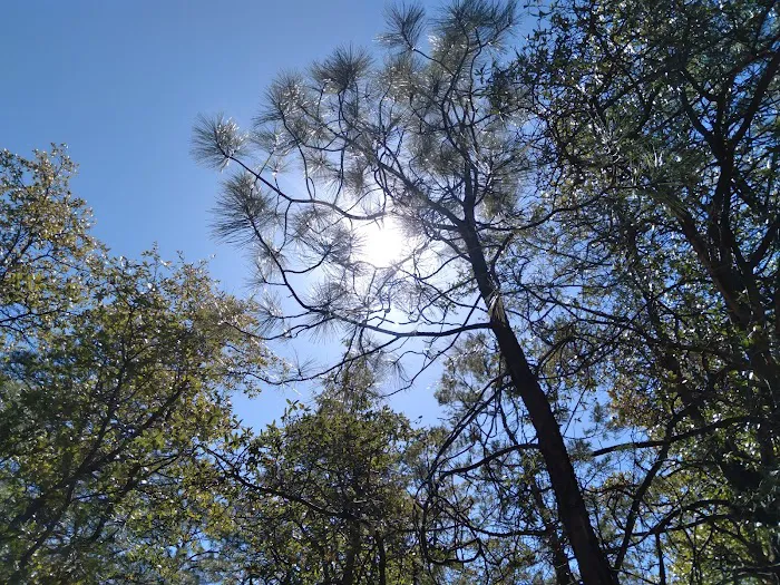 Sulphide Del Ray Campground Picture 10