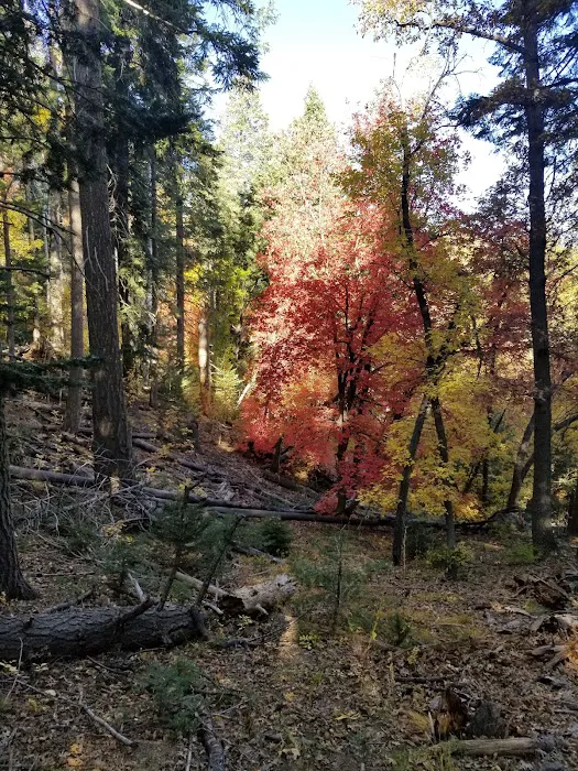Upper Pinal Campground Picture 10