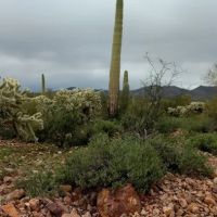 Mescal Mountain OHV Area ico