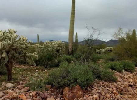 Mescal Mountain OHV Area