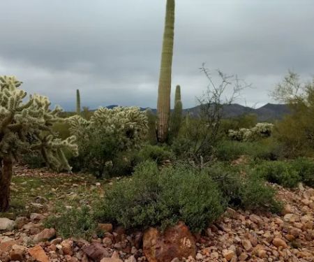 Mescal Mountain OHV Area