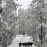 Sawmill Flats Campground