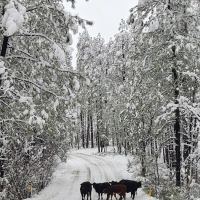Sawmill Flats Campground ico