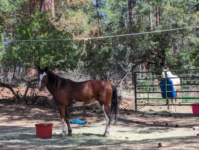 Groom Creek Horse Camp Picture 1