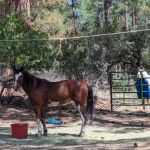 Groom Creek Horse Camp