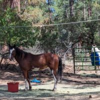 Groom Creek Horse Camp ico
