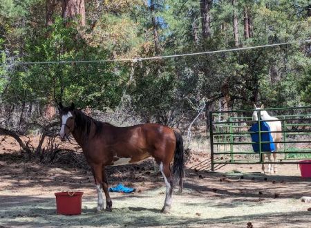 Groom Creek Horse Camp