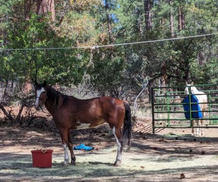 Groom Creek Horse Camp