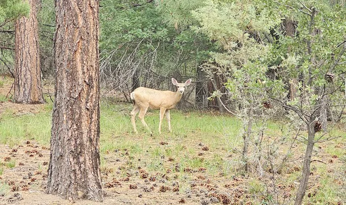 Groom Creek Horse Camp Picture 4