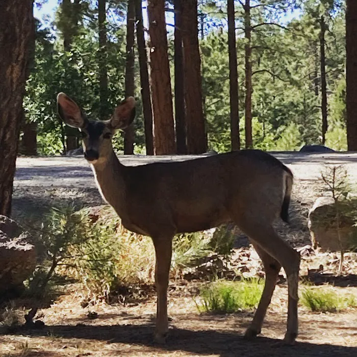 White Spar Campground Picture 8