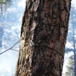Enchanted Forest Trail Campground
