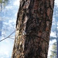 Enchanted Forest Trail Campground ico