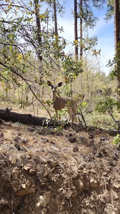 Enchanted Forest Trail Campground Picture 7
