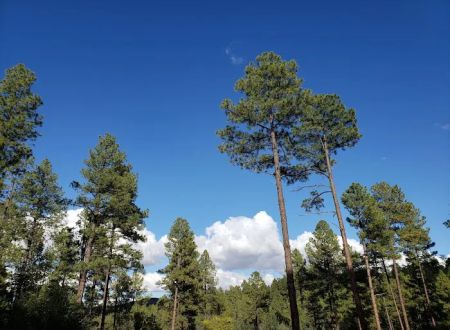 Eagle Ridge Group Campground