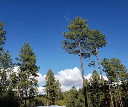 Eagle Ridge Group Campground