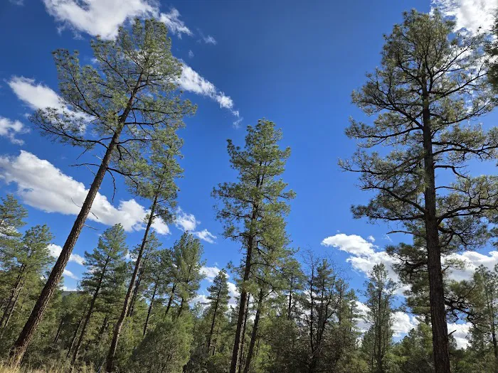 Lynx Campground Picture 5