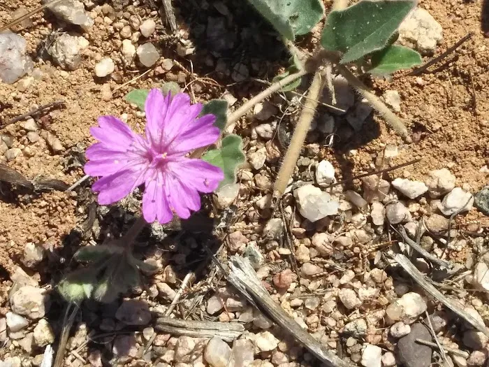 Sodacanyon Complex Picture 8
