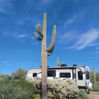 Cactus Forest Campground ico