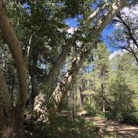 Rose Creek Campground ico
