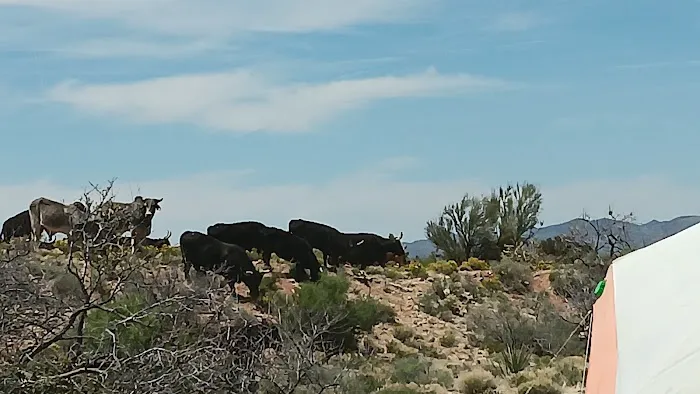 Javelina Campsite Picture 7