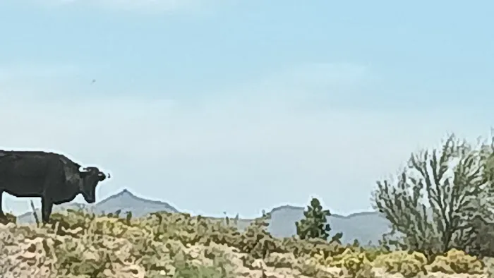 Javelina Campsite Picture 10