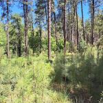 LoMia Recreation Camp