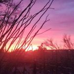 Camp Saguaro