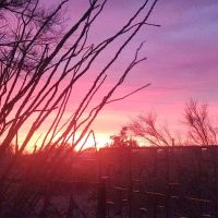 Camp Saguaro ico