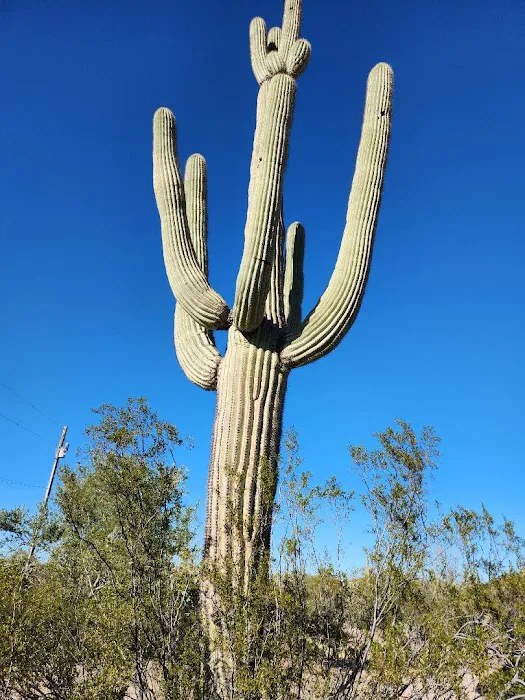 Camp Saguaro Picture 2