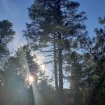 Timber Camp Recreation Site