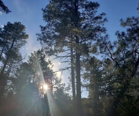 Timber Camp Recreation Site