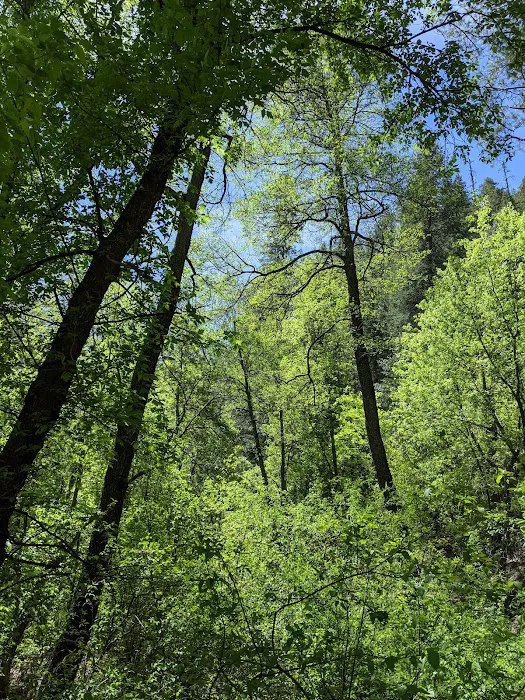 Cave Springs Campground Picture 7