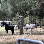 Little Elden Springs Horse Campground