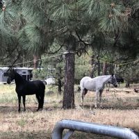 Little Elden Springs Horse Campground ico