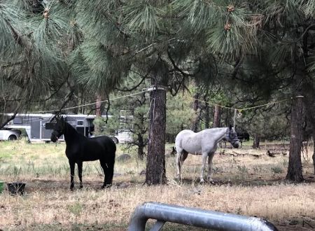 Little Elden Springs Horse Campground