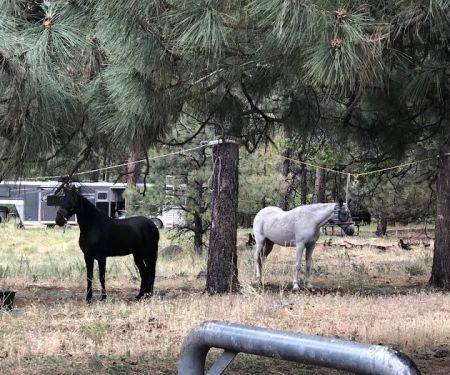 Little Elden Springs Horse Campground